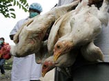 В Индонезии от "птичьего гриппа" умерла трехлетняя девочка В Индонезии от "птичьего гриппа" умерла трехлетняя девочка