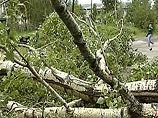 Под Петербургом ураган повалил 50 га леса. Несколько населенных пунктов обесточены