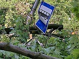 Под Петербургом ураган вырвал с корнем десятки деревьев Под Петербургом ураган вырвал с корнем десятки деревьев