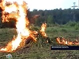 В Московской области уничтожены 20 гектаров конопли