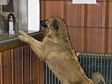 Защитники животных требуют наказать живодера, который устроил в Подмосковье концлагерь для собак