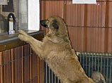 Защитники животных требуют наказать живодера, который устроил в Подмосковье концлагерь для собак Защитники животных требуют наказать живодера, который устроил в Подмосковье концлагерь для собак