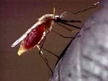 Онищенко призывает создать комитет по борьбе с малярией