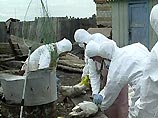 Осенью России грозит "птичий грипп", но уже будет вакцина Осенью России грозит "птичий грипп", но уже будет вакцина
