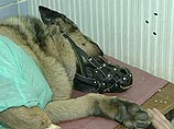 Как поступают с умершими домашними животными в разных странах мира Как поступают с умершими домашними животными в разных странах мира