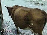 В одном из районов Амурской области из-за дождей введен режим ЧС В одном из районов Амурской области из-за дождей введен режим ЧС