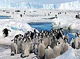 
Бразильские военные доставят в Антарктику более 100 пингвинов, выброшенных на пляжи Рио-де-Жанейро
