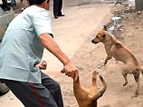 В Китае истребили 50 тысяч собак, чтобы остановить эпидемию бешенства (ФОТО)