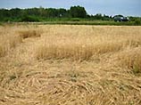 В Латвии обнаружены загадочные круги на полях