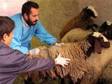Иран объявил об первом успешном клонировании - клон барана прожил несколько минут