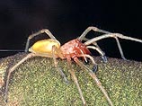 Австрию терроризируют полчища ядовитых желтых пауков