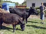 В США среди населения растет популярность карликовых коров