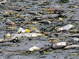 У берегов столицы Тайваня всплыло до 15 тонн мертвой рыбы