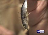 Жительница Красноярска обнаружила в банке с килькой неизвестную рыбу с острыми шипами на спине и на брюхе. Доставая рыбу из банки, женщина поранила палец
