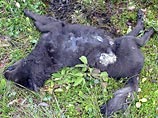 В городке Тернер американского штата Мэн обнаружен труп неизвестного животного, которое местные считают странным мутантом В городке Тернер американского штата Мэн обнаружен труп неизвестного животного, которое местные считают странным мутантом