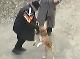 Из-за недостаточно развитого законодательства это приводит к трагедиям - собаки в последнее время все чаще калечат и даже убивают людей Из-за недостаточно развитого законодательства это приводит к трагедиям - собаки в последнее время все чаще калечат и даже убивают людей