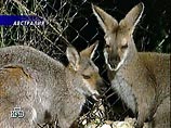 Австралийские власти решили кормить кенгуру противозачаточными пилюлями