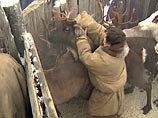 В России в школах тофаларов начнут преподавать оленеводство и рыболовство В России в школах тофаларов начнут преподавать оленеводство и рыболовство