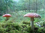 В Ленинградской области грибник, получив тяжелейшие переломы, неделю провел в лесу
