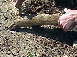 В Якутии селяне распилили останки мамонта и растащили их по домам