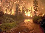 В американском штате Монтана бушуют лесные пожары. По последним данным, огнем охвачены более 72 тысяч гектаров леса