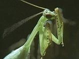 Самцы некоторых насекомых стремятся к тому, чтобы самки съели их во время полового акта