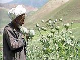 Евросоюз обеспокоен тем, что в этом году в Афганистане соберут беспрецедентный урожай опиатов