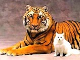 Британский зоопарк продал годовой запас тигровых фекалий для отпугивания кошек
