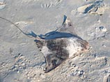 По меньшей мере десять скатов-шипохвосты были найдены мертвыми или искалеченными на восточном побережье Австралии.