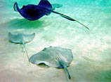Майкл Хорнби, друг Ирвина и руководителя его природозащитной организации Wildlife Warriors, сказал, что его беспокоит тот факт, что на скатов, которые являются обычно мирными существами, охотятся и убивают их в ответ на смерть телезвезды Майкл Хорнби, друг Ирвина и руководителя его природозащитной организации Wildlife Warriors, сказал, что его беспокоит тот факт, что на скатов, которые являются обычно мирными существами, охотятся и убивают их в ответ на смерть телезвезды