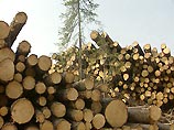 Российский дипломат считает разумным сдачу лесов в аренду китайцам Российский дипломат считает разумным сдачу лесов в аренду китайцам