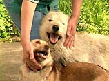 В своей симпатии к собакам признается большинство россиян (70%, не любят их лишь 8%), однако многие недовольны поведением четвероногих и их владельцев
