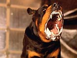 Чаще всего людей беспокоит реальное или потенциальное проявление собачьей агрессии. Некоторые респонденты просто боятся собак, особенно бойцовых пород (5%)