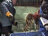 На Курилах капитан японской шхуны "Kisshin maru 31" приговорен к штрафу и конфискации судна На Курилах капитан японской шхуны "Kisshin maru 31" приговорен к штрафу и конфискации судна