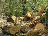 Финны озабочены вырубкой лесов в России