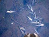 Сахалинские экологи сообщают о массовой гибели морской фауны в районе объектов Sakhalin Energy