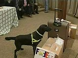 Ассоциация американского кино продемонстрировала собак, натренированных на поиск DVD Ассоциация американского кино продемонстрировала собак, натренированных на поиск DVD