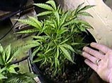 В Израиле супруги выращивали коноплю во дворе детского сада В Израиле супруги выращивали коноплю во дворе детского сада