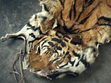 Китайские богачи, покупающие тигровые шкуры, поставили животных на грань вымирания