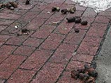 Власти Парижа объявили войну окуркам и собачьим экскрементам Власти Парижа объявили войну окуркам и собачьим экскрементам