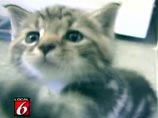 В США завелся котенок с окрасом крестоносца (ВИДЕО)