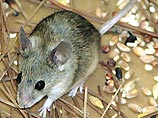 В Европе обнаружено неизвестные науке животное - Кипрская мышь