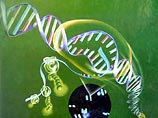 ДНК на генетическом уровне содержит инструкции для формирования шимпанзе, человека, тюльпана или амебы. РНК является соединительной молекулой, считывающей информацию при белковом образовании