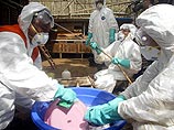 В Индонезии 55-й случай смерти от "птичьего гриппа": скончалась молодая женщина В Индонезии 55-й случай смерти от "птичьего гриппа": скончалась молодая женщина