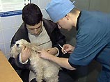 Столичных ветеринаров поставят на учет, поскольку они стали часто ошибаться Столичных ветеринаров поставят на учет, поскольку они стали часто ошибаться