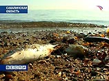 Материалы проверок по "Сахалину-2" направят в Генпрокуратуру. Штрафы превысят 100 млн долларов Материалы проверок по "Сахалину-2" направят в Генпрокуратуру. Штрафы превысят 100 млн долларов