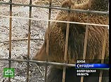 Охотник взял на себя убийство медведя Митрофана, в котором обвиняли короля Испании Охотник взял на себя убийство медведя Митрофана, в котором обвиняли короля Испании