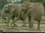 Исследование: слоны способны узнавать себя в зеркале  