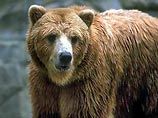 Эстонские ученые обещают раскрыть тайну пропавшего медведя, проанализировав  оставшиеся после него экскременты
