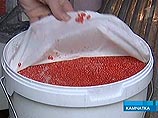 На Камчатке изъято 18 тонн браконьерской икры На Камчатке изъято 18 тонн браконьерской икры